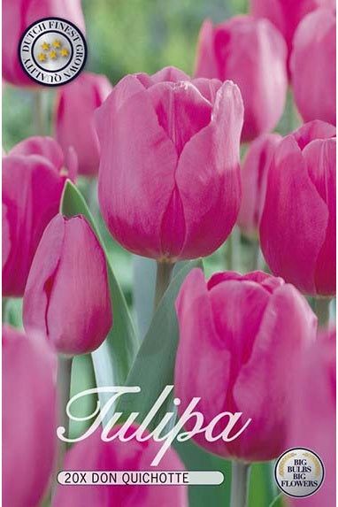 Tulip Don Quichotte 20-pakning